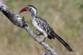 Redbilled Hornbill - Botswana - Africa Royalty Free Stock Photo