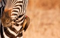 Redbilled-oxpecker pecking on zebra's neck Royalty Free Stock Photo