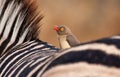 Redbilled-oxpecker sitting on zebra's back