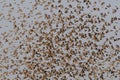 Redbilled quelea swarm in the air Royalty Free Stock Photo