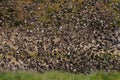 Redbilled quelea swarm in the air Royalty Free Stock Photo