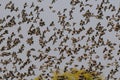 Redbilled quelea swarm in the air Royalty Free Stock Photo