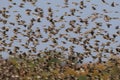 Redbilled quelea swarm in the air Royalty Free Stock Photo