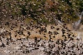 Redbilled quelea swarm in the air Royalty Free Stock Photo