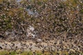 Redbilled quelea swarm in the air Royalty Free Stock Photo