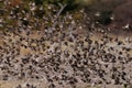 Redbilled quelea swarm in the air Royalty Free Stock Photo