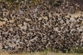 Redbilled quelea swarm in the air Royalty Free Stock Photo