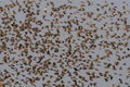 Redbilled quelea swarm in the air Royalty Free Stock Photo