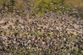 Redbilled quelea swarm in the air Royalty Free Stock Photo