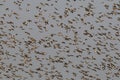 Redbilled quelea swarm in the air Royalty Free Stock Photo