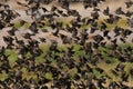 Redbilled quelea swarm are flying Royalty Free Stock Photo