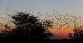 Redbilled quelea swarm flying in the sunset sky