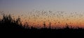 Redbilled quelea swarm flying at the sunset sky