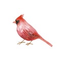 Redbird, watercolor drawing bird