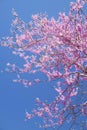 Redbloom Tree blooms against a clear blue sky. Royalty Free Stock Photo