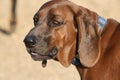 Redbone Coonhound dog Royalty Free Stock Photo