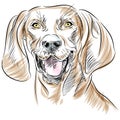 Redbone Coonhound Dog Portrait Royalty Free Stock Photo