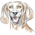 Redbone Coonhound Dog Portrait