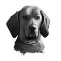 Redbone Coonhound dog portrait isolated on white. Digital art illustration of hand drawn dog for web, t-shirt print and puppy food