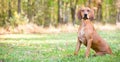 A Redbone Coonhound dog sitting outdoors Royalty Free Stock Photo