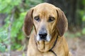 Redbone Coonhound hunting dog, animal shelter pet adoption photo