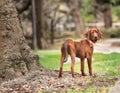 redbone coonhound standing in park Royalty Free Stock Photo