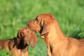 Redbone Hound Dog Royalty Free Stock Photo