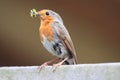 Redbreast Royalty Free Stock Photo