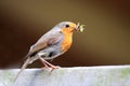 Redbreast with food Royalty Free Stock Photo