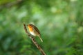 Erithacus rubecula also called European Robin.