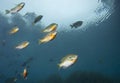 Redbreasted Sunfish - Schooling Above