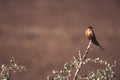 Redbreasted Swallow