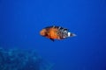 Redbreasted wrasse (cheilinus quinquecinctus)