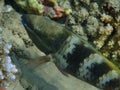 Redbreasted wrasse (cheilinus quinquecinctus