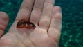 Redbrown nudibranch or redbrown leathery doris Platydoris argo undersea on the hand of a diver.