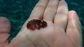 Redbrown nudibranch or redbrown leathery doris Platydoris argo undersea on the hand of a diver.