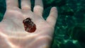 Redbrown nudibranch or redbrown leathery doris Platydoris argo undersea on the hand of a diver.