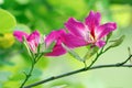 Redbud bauhinia