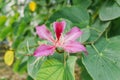 Redbud bauhinia flower Royalty Free Stock Photo