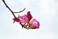 Redbud bauhinia with gray sky background