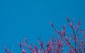 Redbud blooms point toward pretty blue sky. Royalty Free Stock Photo