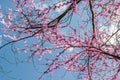 Redbud Branches Budding Out against Blue Sky Royalty Free Stock Photo