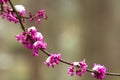 Redbud flowers and snow on branch Royalty Free Stock Photo