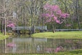 Redbud & Footbridge