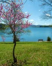 Redbud Tree, Bench and Lake Royalty Free Stock Photo