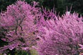 Redbud tree in bloom Royalty Free Stock Photo