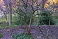 Redbud Tree Bloom Signals Spring Season Royalty Free Stock Photo