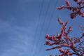 Redbud tree in bloom with the sky as background Royalty Free Stock Photo