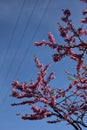 Redbud tree in bloom with the sky as background Royalty Free Stock Photo
