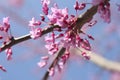 Redbud Tree Blooms